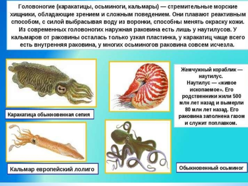 Биология 7 класс класс головоногих моллюсков. Класс головоногие характеристика. Общая характеристика головоногих моллюсков. Класс головоногие моллюски 7 класс. Сердце головоногих моллюсков состоит из.