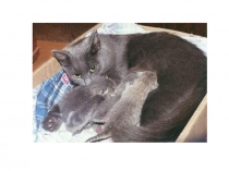 Презентация к уроку русского языка к изложению в 3 классе