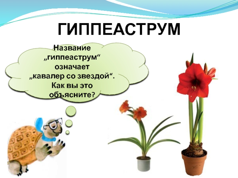 Что растет на подоконнике. Комнатные растения окружающий мир гиппеаструм. Гиппеаструм паспорт растения для детского сада. Окружающий мир цветы на подоконнике.