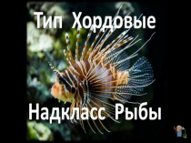 Презентации на тему Тип Хордовые
