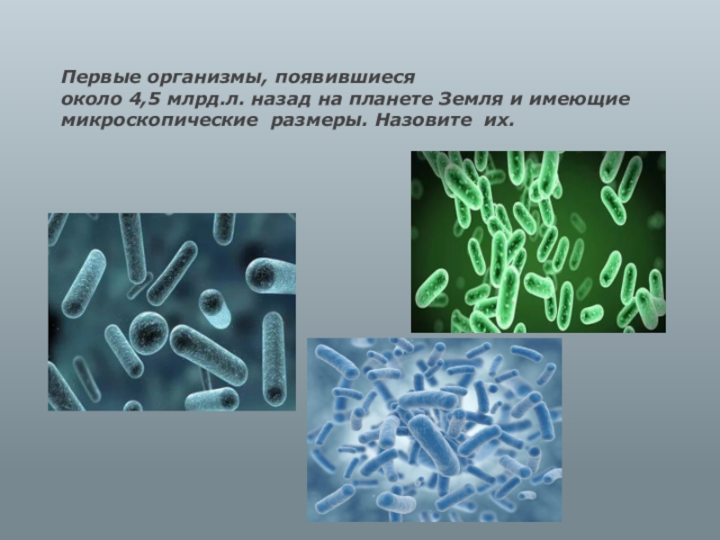 Первый организм. Первые организмы. Первые появившееся организмы. Первые организмы образовались. Всегда имеют микроскопические Размеры.