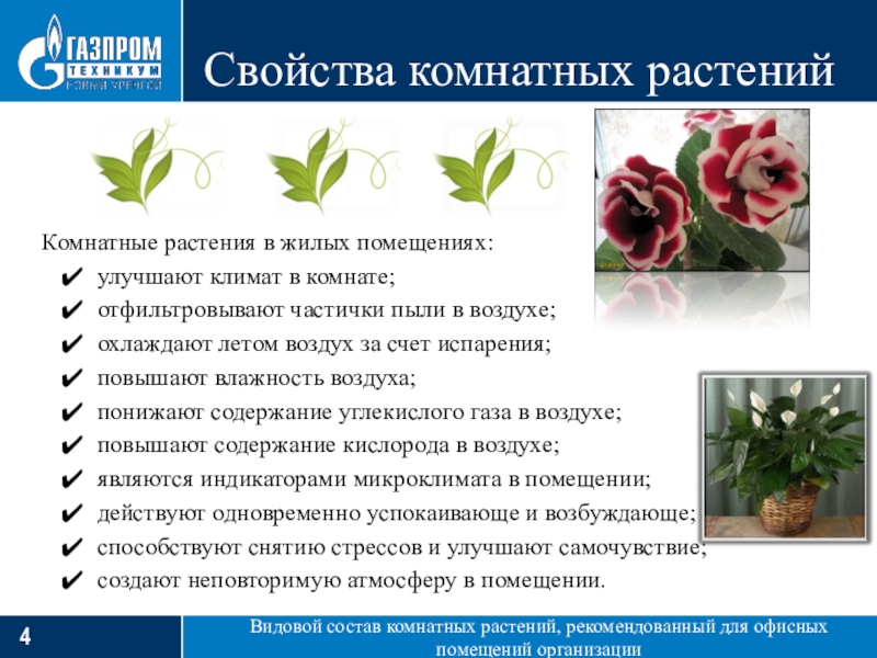 интересные факты о комнатных цветах. состав комнатных растений. состав комнатных растений. уход заикомнатными растениями. уход заикомнатными растениями.
