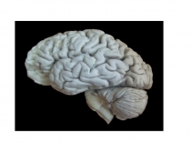 Головной мозг. Серое и белое вещество головного мозга, кора и ядра головного мозга. 12 пар отходящих нервов. Отделы головного мозга их строение и функции: продолговатый мозг, мост, мозжечок, средний и промежуточный мозг, большие полушария головного мозга.