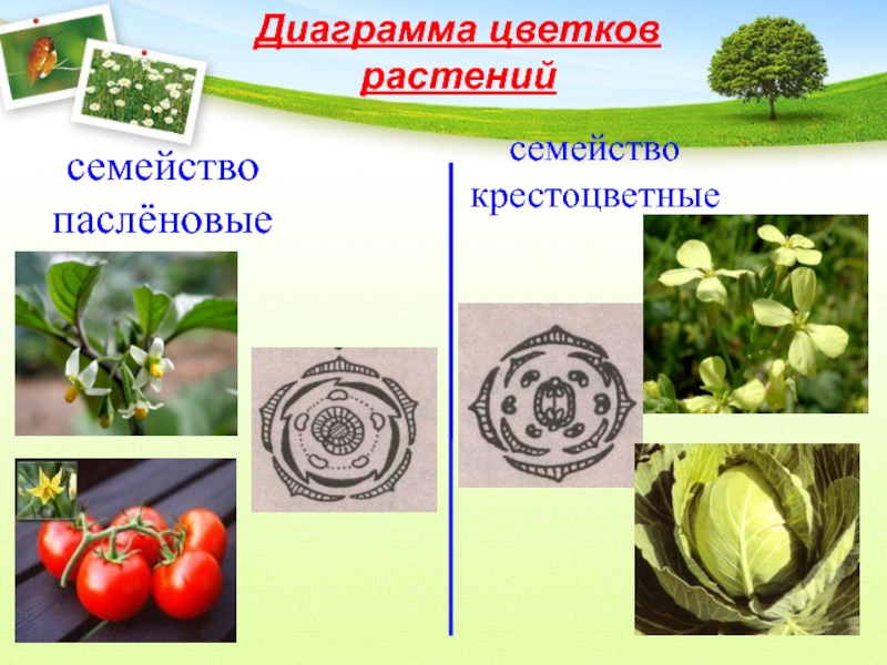 Какого значение крестоцветных растений в жизни человека. Диаграмма семейства крестоцветных. Крестоцветные растения диаграмма цветка. Диаграммы семейств растений. Диаграмма цветка пасленовых крестоцветных.