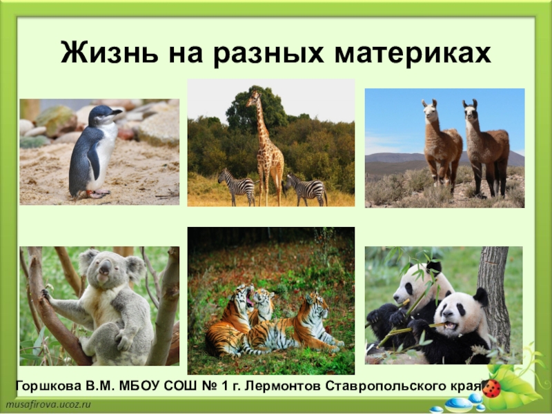 Жизнь на континентах. Животные разных материков. Животные и растения разных континентов. Жизнь животных на разных материках. Растения на разных материках.