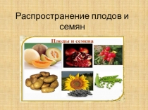 Презентация по биологии на тему распространение плодов и семян