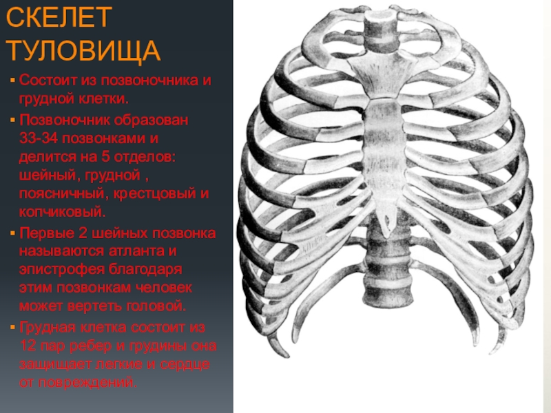 Строение скелета грудного отдела. Скелет туловища состоит. Скелет туловища грудная клетка. Скелет грудной клетки Грудина. Строение позвоночника и грудной клетки.