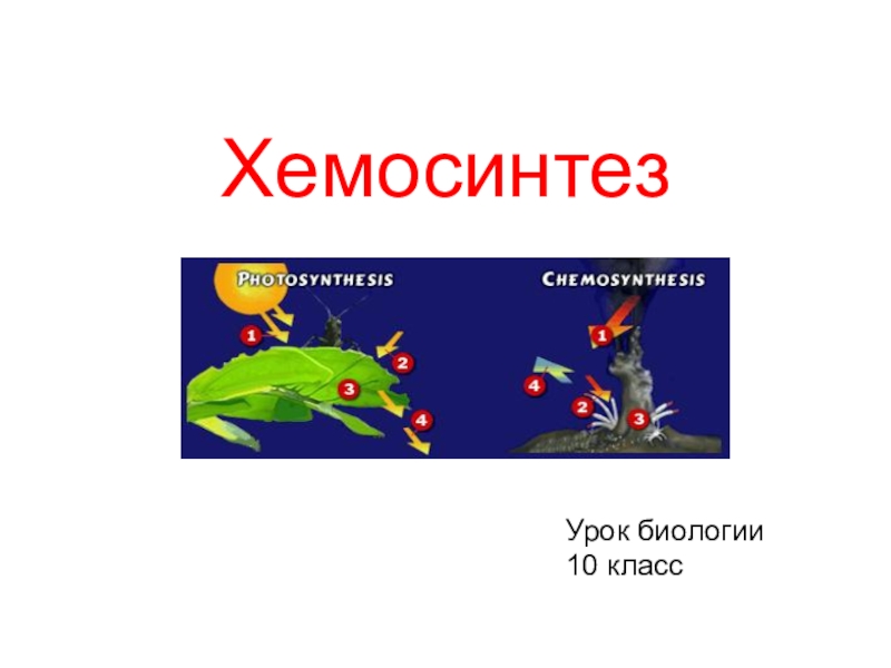 Хемосинтез происходит. Хемосинтез схема. Хемосинтез картинки. Хемосинтез рисунок. Хемосинтез это в биологии.