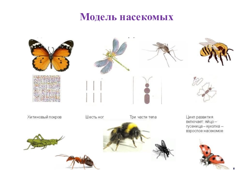 6 групп насекомых. Графическая модель насекомых. Модель насекомых для детского сада. Модель насекомые для дошкольников. Модель понятия насекомое.