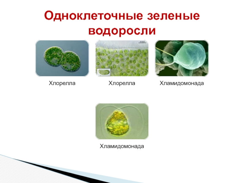 Признаки зеленых водорослей 7 класс