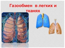 Презентация по биологии на тему  Газообмен в легких и тканях ( 8 класс)