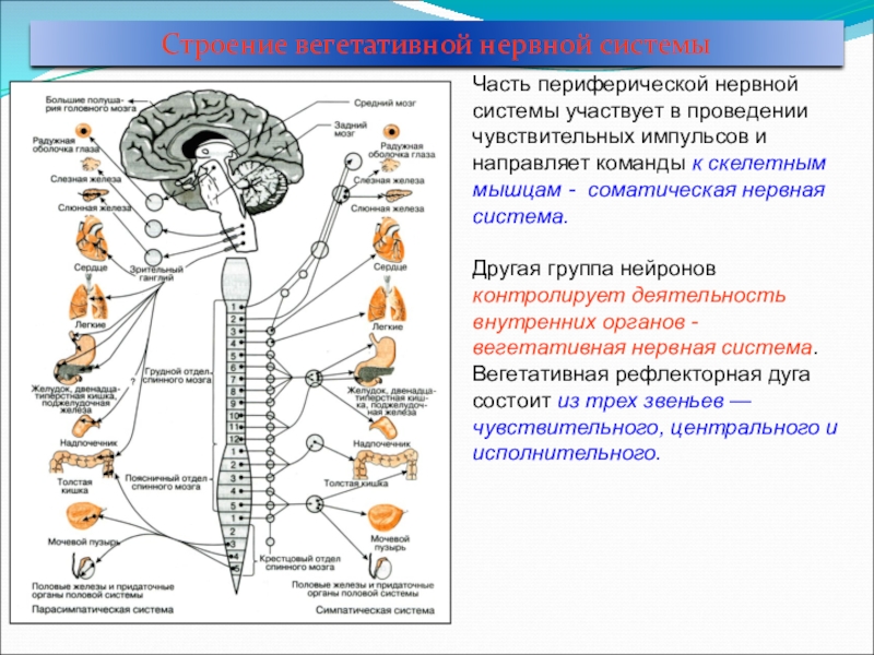 Функции центральной и периферической. Периферическая нервная система строение и функции кратко. Периферический отдел нервной системы строение. Строение нервной системы ЦНС И ПНС. Периферическая НС функции.