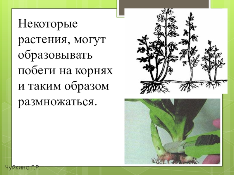 Размножение растений корнями. Сансевиерия вегетативное размножение. Как образовалось растение. Из цветка образуется побег.