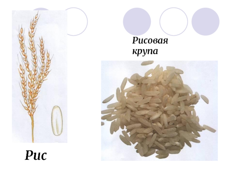 Известно что рис. Карточки для детей рисовая крупа. Крупа рисовая растение. Строение зерна риса. Крупы из риса.