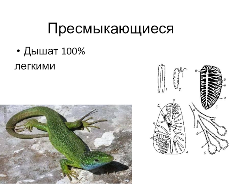 Легкие пресмыкающихся рисунок