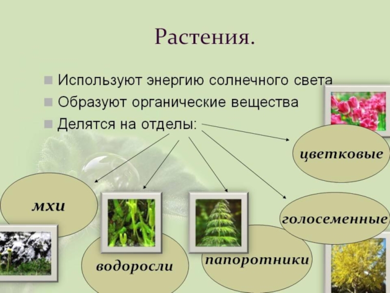 Типы растительности презентация по биологии