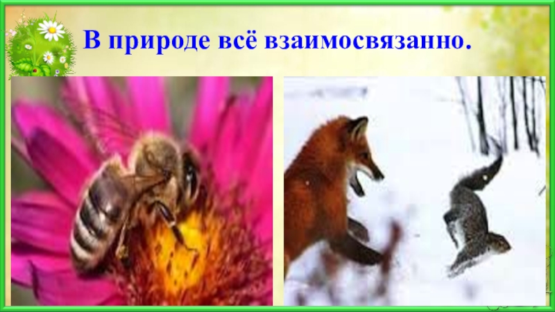 В природе все взаимосвязано. В природе всё взаимосвязано 3. Рисунок на тему в природе всё взаимосвязано. Рисунки в природе все взаимосвязано 3 класс. Доклад 3 класс в природе все взаимосвязано.