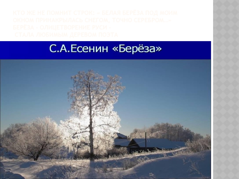 Найди в стихотворении есенина береза олицетворения. Олицетворение белая береза. Береза Есенин олицетворение. С Есенин белая береза олицетворения. Белая берёза под моим окном олицетворение.