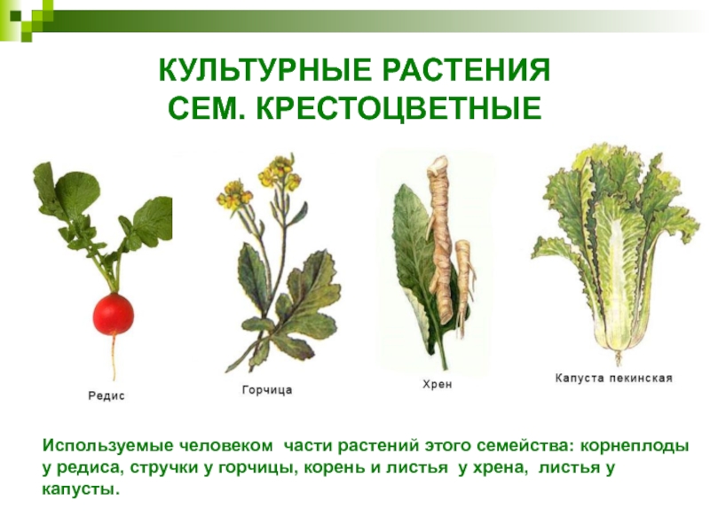 Презентация на тему культурные растения 6 класс по биологии