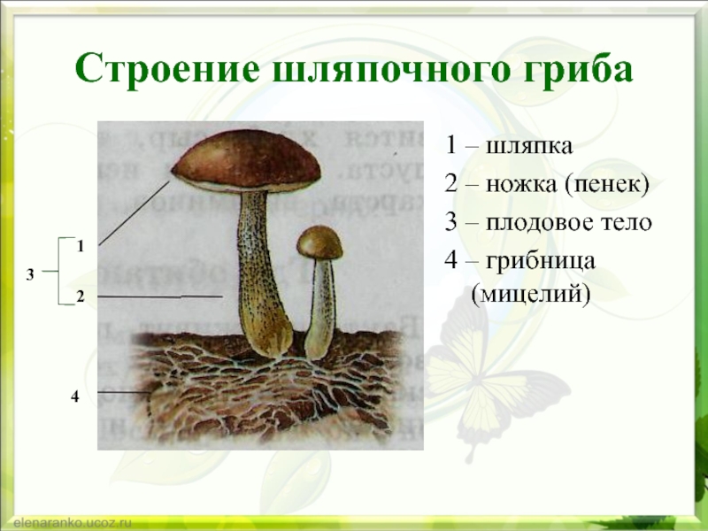 Строение шляпочного гриба1 – шляпка2 – ножка (пенек)3 – плодовое тело4 – грибница (мицелий)1243