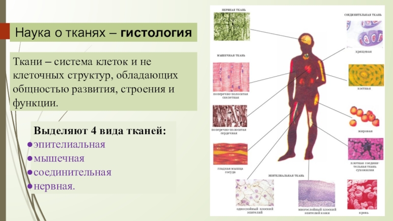 Соединительная ткань мышечная ткань нервная ткань. Гистология наука о тканях человека. Гистология ткани человека. Типы тканей гистология. Виды тканей гистология.