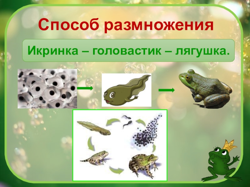 Для земноводных характерен тип развития. Озёрная лягушка размножение. Оплодотворение прудовой лягушки. Как размножаются лягушки и Жабы. Размножение и развитие ляг.