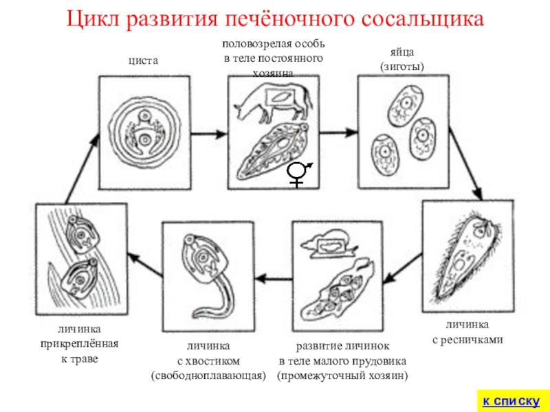 Цикл развития печёночного сосальщикаполовозрелая особь в теле постоянного хозяинаяйца (зиготы)личинка с ресничкамиразвитие личинок в теле малого прудовика