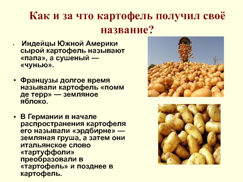 Откуда картошка в россии. Сообщение о картошке. Картофель презентация. Картошка для презентации. Презентация на тему картофель.