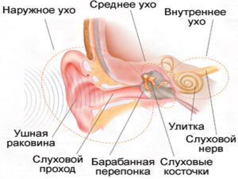 Презентация слуховой анализатор биология 8 класс пасечник