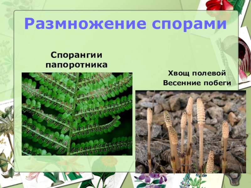 Как размножаются папоротники. Размножение папоротников спорангий. Хвощи и папоротники размножаются. Папоротник размножается спорами. Вегетативное размножение папоротника.