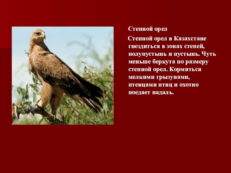 Орлы список. Степной Орел в красной книге России. Степной Орел занесен в красную книгу. Степной краснокнижный Орел. Птицы красной книги Казахстана.