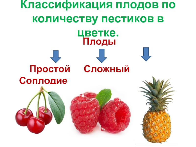 Классификация плодов