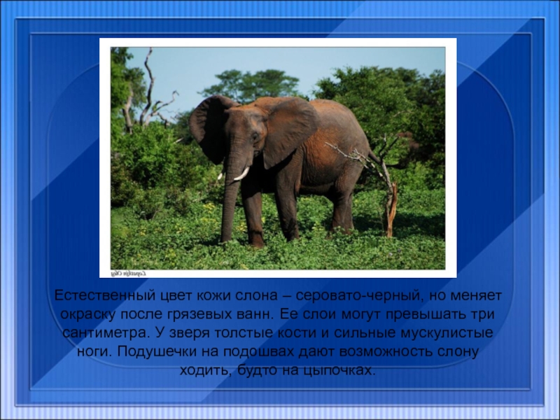 Естественный цвет кожи слона – серовато-черный, но меняет окраску после грязевых ванн. Ее слои могут превышать