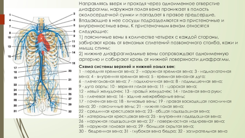 Полная Вена Фото