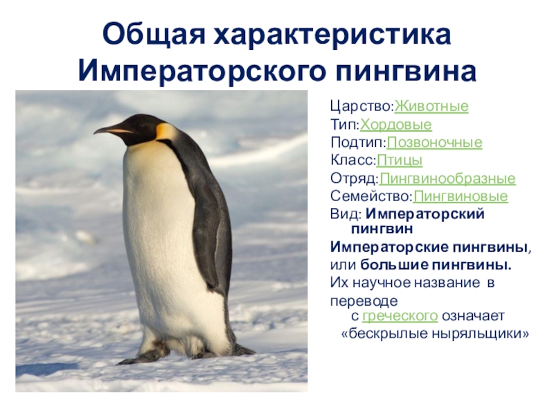 Императорский пингвин консумент. Общая характеристика пингвинов 7 класс биология. Пингвины характеристика и представители. Характеристика отряда пингвины. Отряд пингвины кратко.