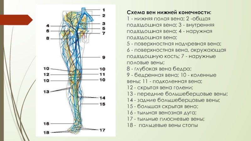 Карта вен нижних конечностей. Поверхностная надчревная Вена анатомия. Большая подкожная Вена ноги анатомия. Схема поверхностных вен нижних конечностей. Система вен нижних конечностей схема.