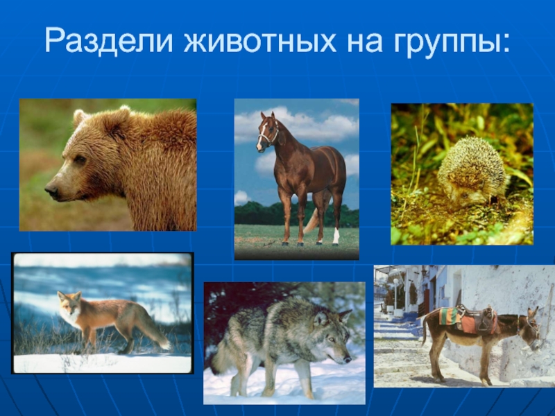 Раздели животных на группы: