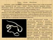 Презентация по зоологии беспозвоночных животных Плоские паразитические ленточные черви