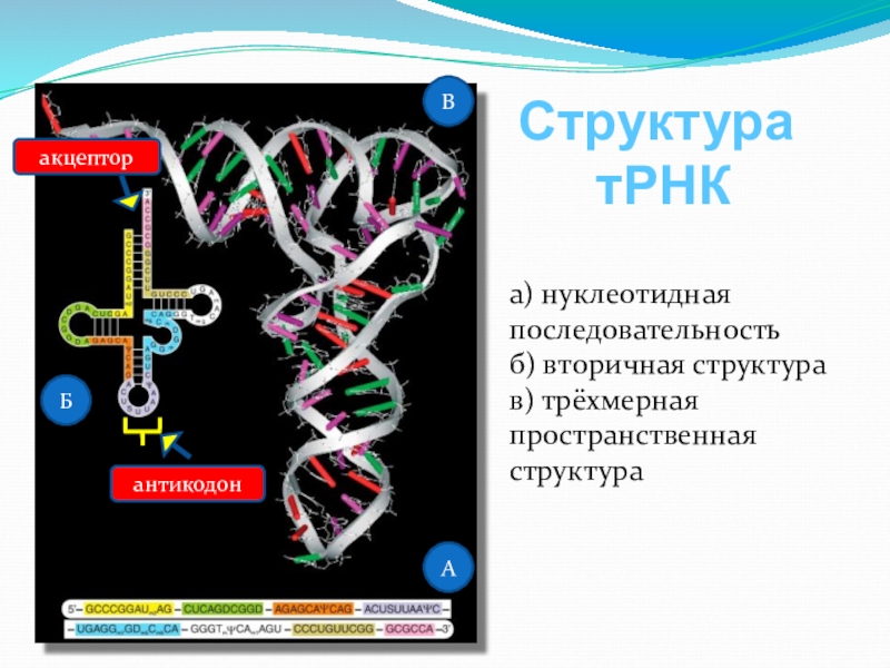 Нуклеотидная последовательность антикодона