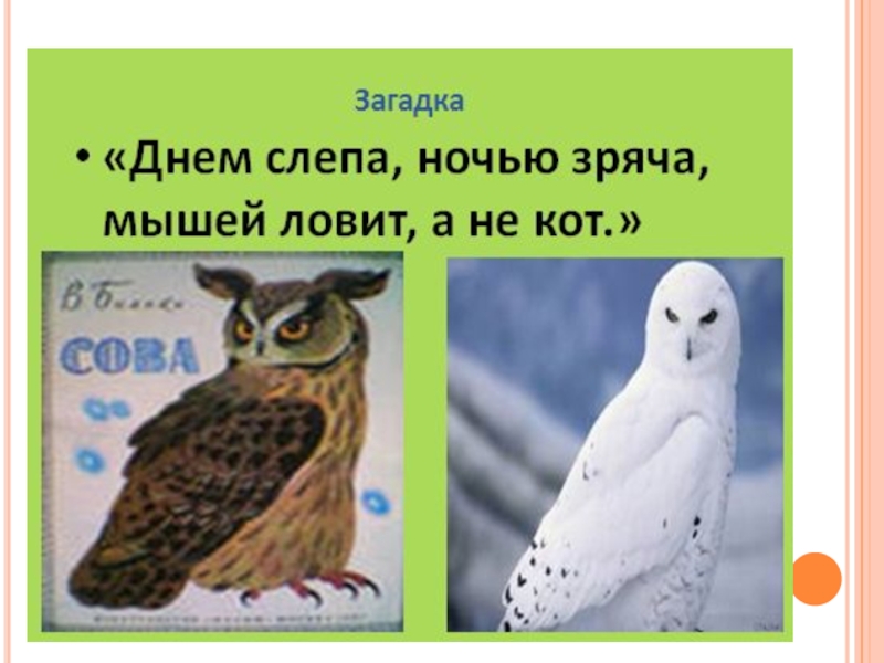 Сова рассказ 2 класс. В Бианки Сова 2 класс. В.Бианки Сова 2 класс литературное чтение. Презентация Сова 2 класс. План Сова 2 класс.