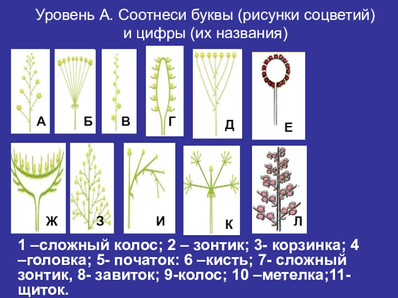 Тест по теме соцветие биология 6 класс. Соцветия. Типы соцветия растений. Разнообразие соцветий. Типы соцветий с примерами.