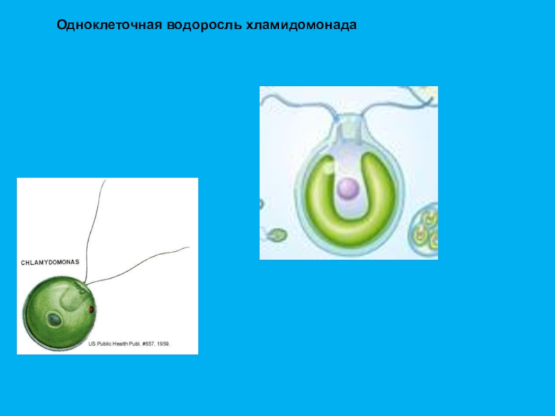 Одноклеточная зеленая водоросль хламидомонада. Одноклеточная водоросль хламидомонада. Строение одноклеточной водоросли хламидомонады. Модель хламидомонады 6 класс биология. Хламидомонада 6 класс биология.