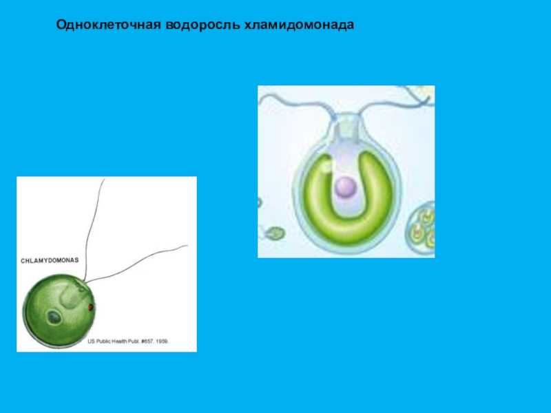 Одноклеточные водоросли хламидомонады