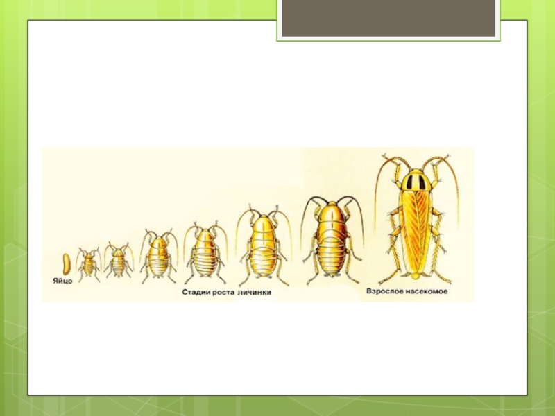Стадия развития куколка характерна для. Веснянки Тип развития. Личинка веснянки. Личинки веснянок в экосистеме. Веснянки насекомые представители.