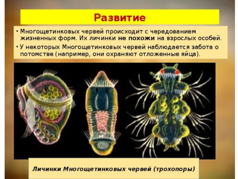 Размножение кольчатых червей картинка