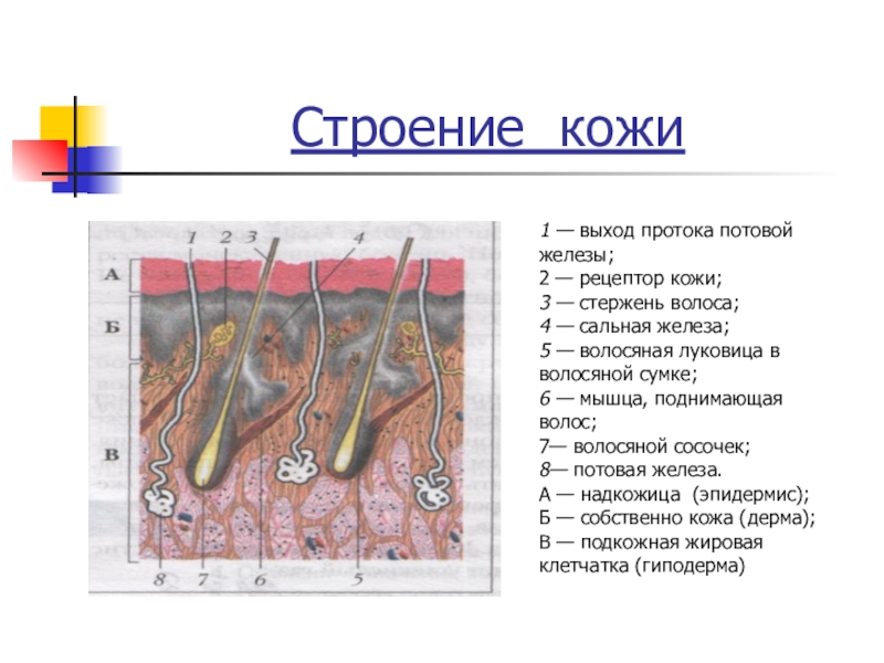 Выберите три верно обозначенные подписи к рисунку на котором изображено строение кожи рецептор мышца