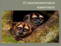 10 малоизвестных животных