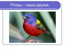 :Птицы-наши друзья