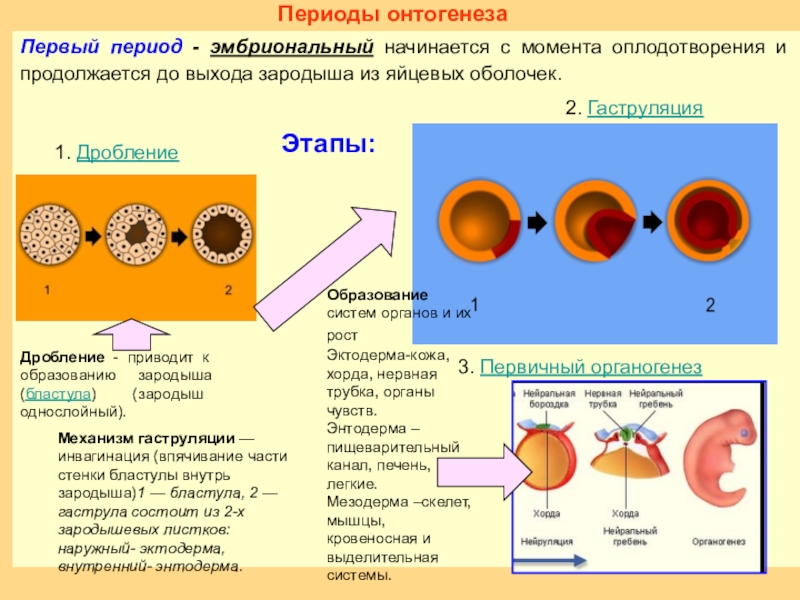 Размножение онтогенез презентация