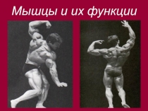 Презентация по биологии на тему: Мышцы